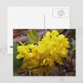 Oregon Grape Flowers Yellow Wildbloemen Briefkaart (Voorkant / Achterkant)