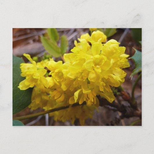 Oregon Grape Flowers Yellow Wildbloemen Briefkaart (Voorkant)