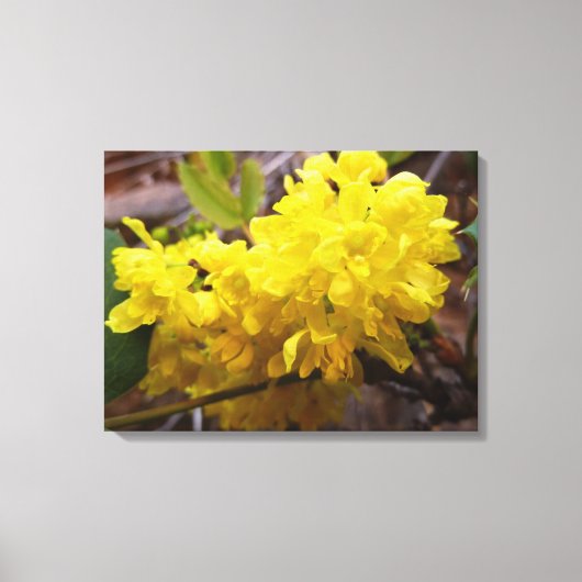 Oregon Grape Flowers Yellow Wildbloemen Canvas Afdruk (Voorkant)