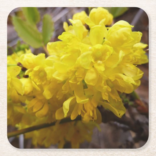 Oregon Grape Flowers Yellow Wildbloemen Kartonnen Onderzetters (Voorkant)