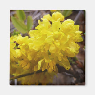 Oregon Grape Flowers Yellow Wildbloemen Magneet