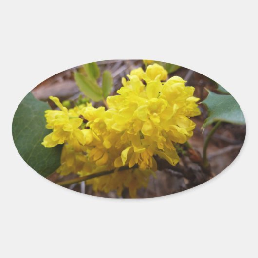 Oregon Grape Flowers Yellow Wildbloemen Ovale Sticker (Voorkant)