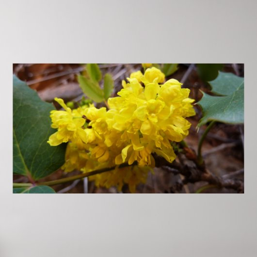 Oregon Grape Flowers Yellow Wildbloemen Poster (Voorkant)