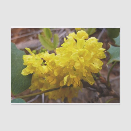 Oregon Grape Flowers Yellow Wildbloemen Tissuepapier (Voorkant)