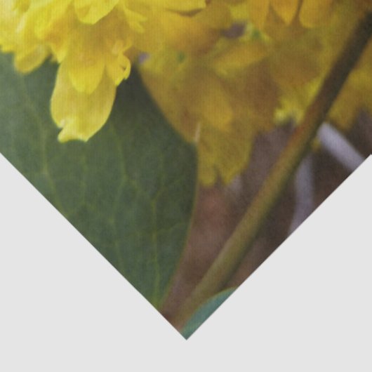 Oregon Grape Flowers Yellow Wildbloemen Tissuepapier (Detail)