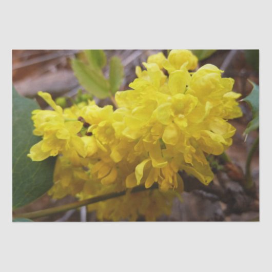 Oregon Grape Flowers Yellow Wildbloemen Tissuepapier (Voorkant)