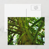 Oregon Green Briefkaart (Voorkant / Achterkant)