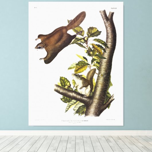 Oregon (Humboldt) vliegend eekhoorn door Audubon Canvas Afdruk (Insitu (Houten vloer))
