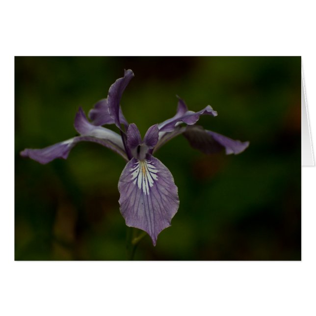 Oregon Iris (Voorkant Horizontaal)