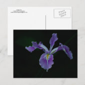 Oregon Iris 01 Briefkaart (Voorkant / Achterkant)
