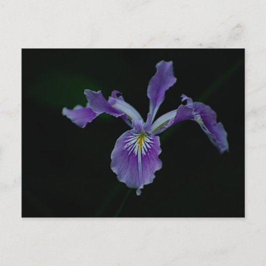 Oregon Iris 01 Briefkaart (Voorkant)