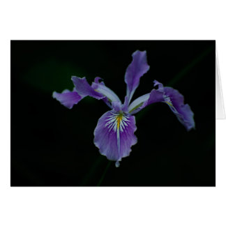 Oregon Iris 02