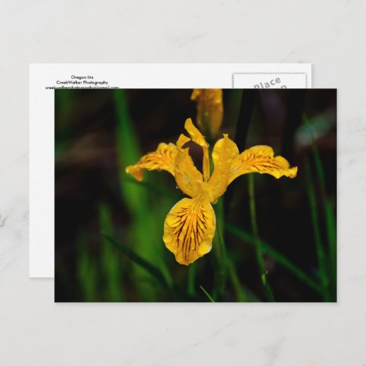 Oregon Iris 02 Briefkaart (Voorkant / Achterkant)