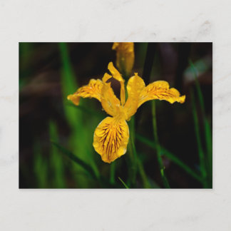 Oregon Iris 02 Briefkaart