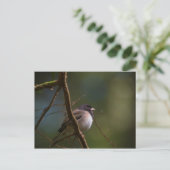 Oregon Junco Briefkaart (Staand voorkant)