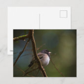 Oregon Junco Briefkaart (Voorkant / Achterkant)