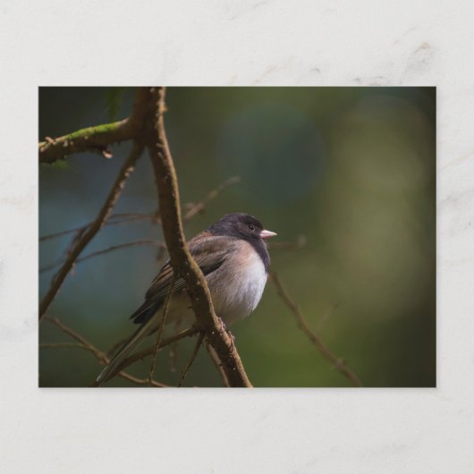 Oregon Junco Briefkaart (Voorkant)
