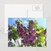 Oregon Lilacs Briefkaart (Voorkant / Achterkant)