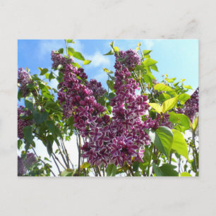 Oregon Lilacs Briefkaart