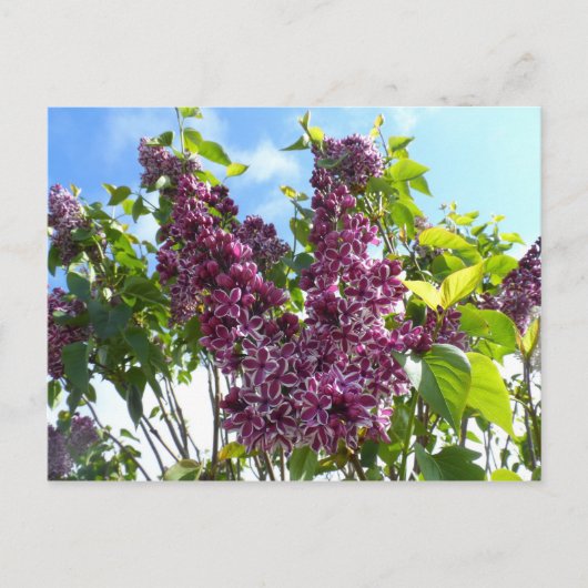 Oregon Lilacs Briefkaart (Voorkant)