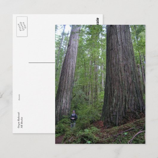 Oregon Redwood Briefkaart (Voorkant / Achterkant)