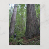 Oregon Redwood Briefkaart (Voorkant)