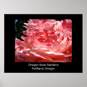 Oregon Roos tuinen Portland Oregon roze rozen Poster