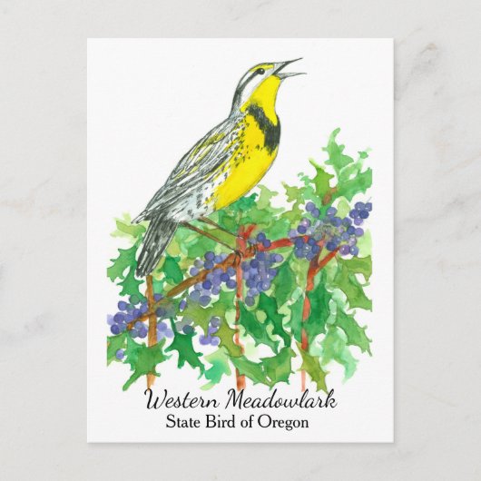 Oregon State Flower Bird Meadowlark Briefkaart (Voorkant)