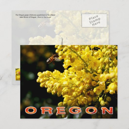 Oregon State Flower: Oregon Grape Briefkaart (Voorkant / Achterkant)