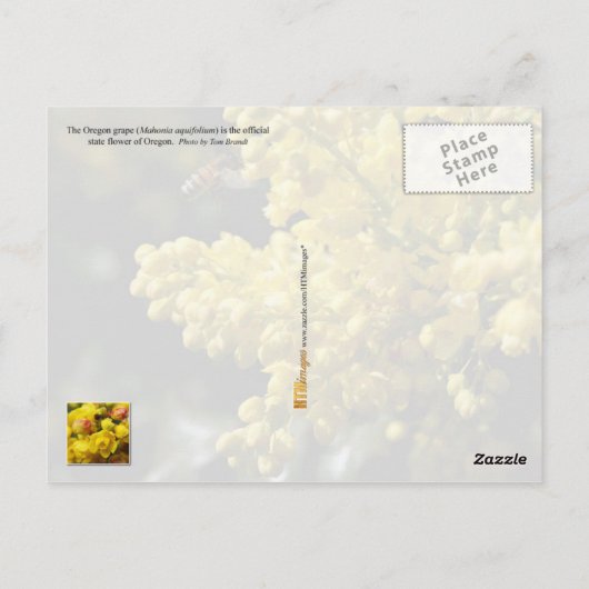 Oregon State Flower: Oregon Grape Briefkaart (Achterkant)