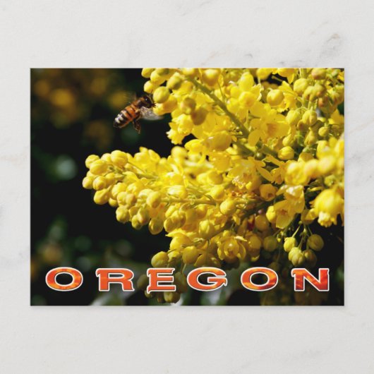 Oregon State Flower: Oregon Grape Briefkaart (Voorkant)