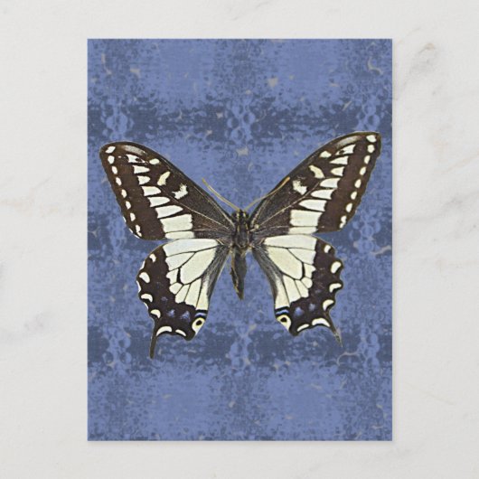 Oregon Swallowtail Butterfly Briefkaart (Voorkant)