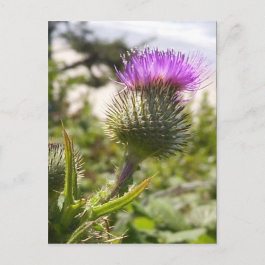 Oregon Thistles Briefkaart (Voorkant)
