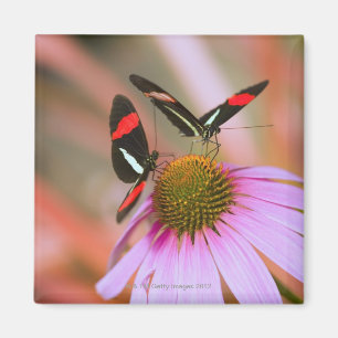 oregon , usa 3 magneet