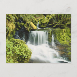 Oregon, Waterval in nationaal park Willamette Briefkaart