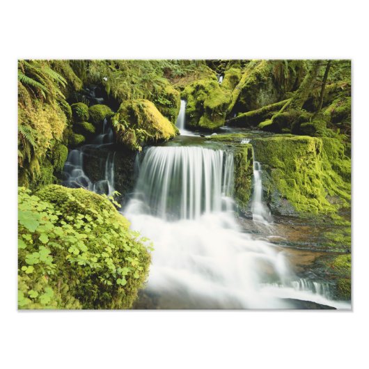 Oregon, Waterval in Willamette National Foto Afdruk (Voorkant)