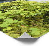 Oregon, Waterval in Willamette National Poster (Hoek)