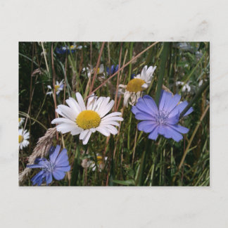 Oregon Wildbloemen Briefkaart