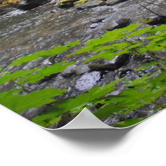 Oregonbos Poster (Hoek)