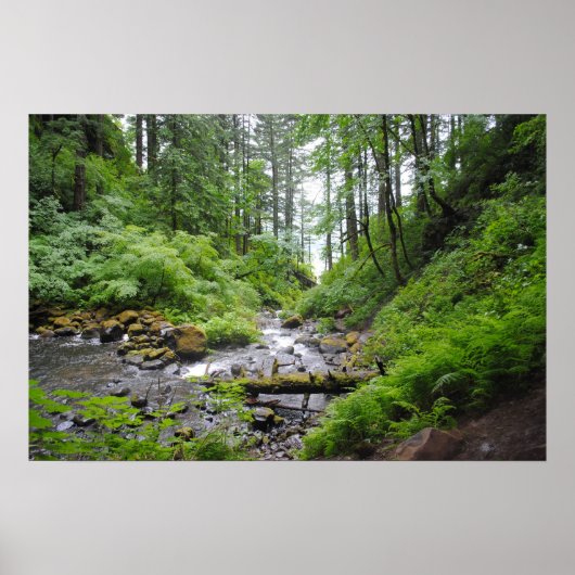 Oregonbos Poster (Voorkant)