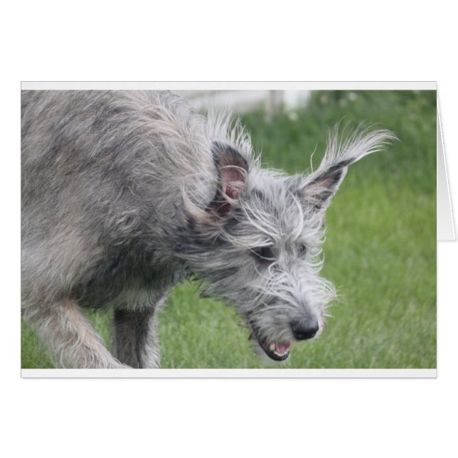 oren in beweging (Voorkant Horizontaal)