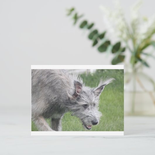 oren in beweging briefkaart (Staand voorkant)