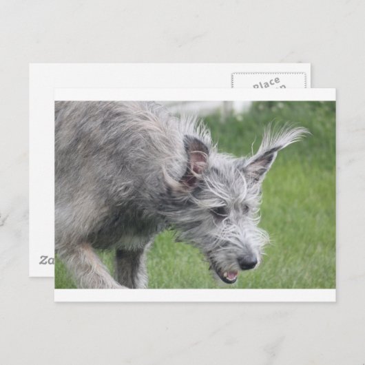 oren in beweging briefkaart (Voorkant / Achterkant)