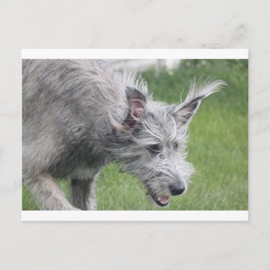 oren in beweging briefkaart (Voorkant)