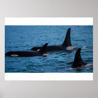 Oreo, Cookie en DoubleStuf Poster