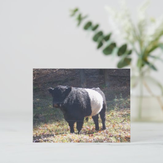 Oreo Cow Briefkaart (Staand voorkant)