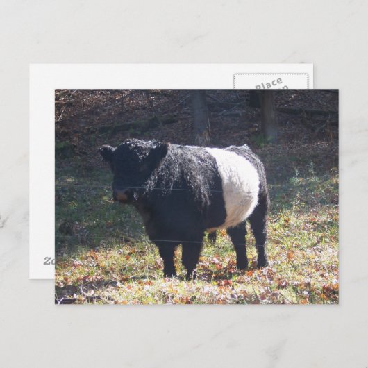 Oreo Cow Briefkaart (Voorkant / Achterkant)