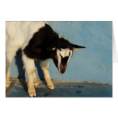 Oreo De GeitenKind (Voorkant Horizontaal)