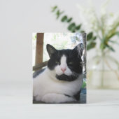 Oreo de kat briefkaart (Staand voorkant)