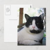 Oreo de kat briefkaart (Voorkant / Achterkant)